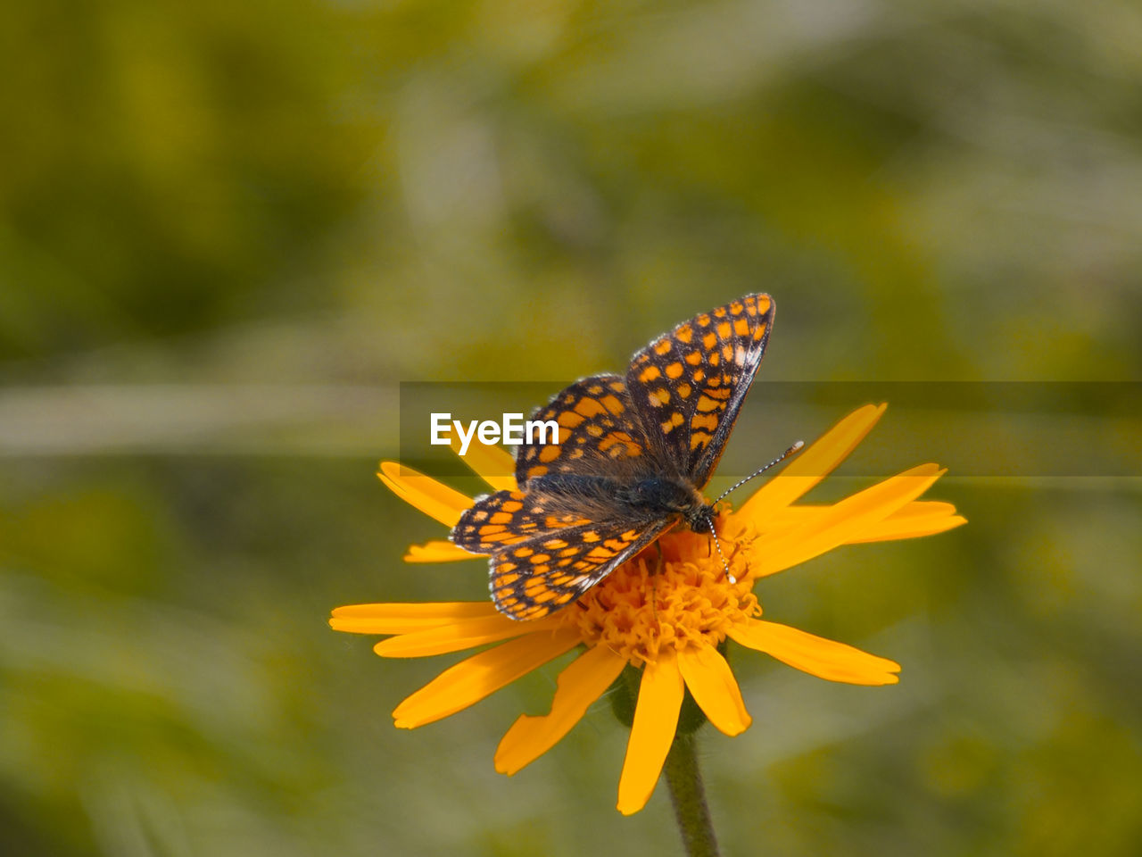 BUTTERFLY ON FLOWER