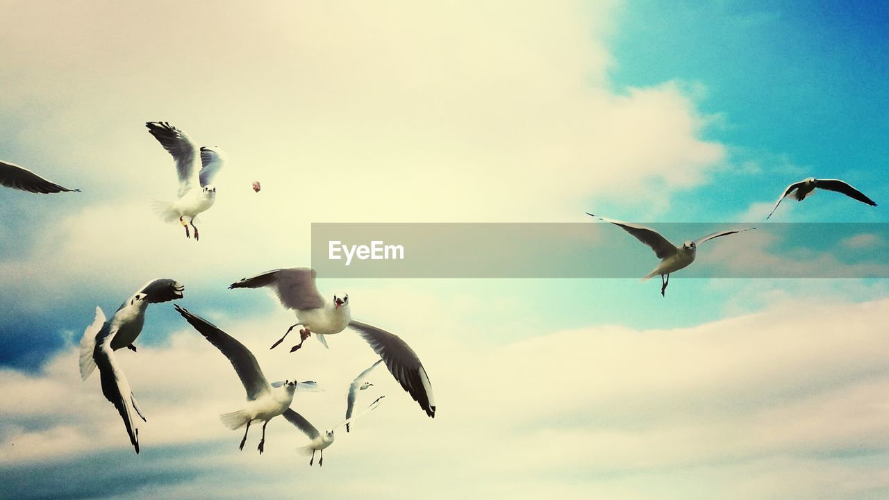 LOW ANGLE VIEW OF BIRDS FLYING IN SKY