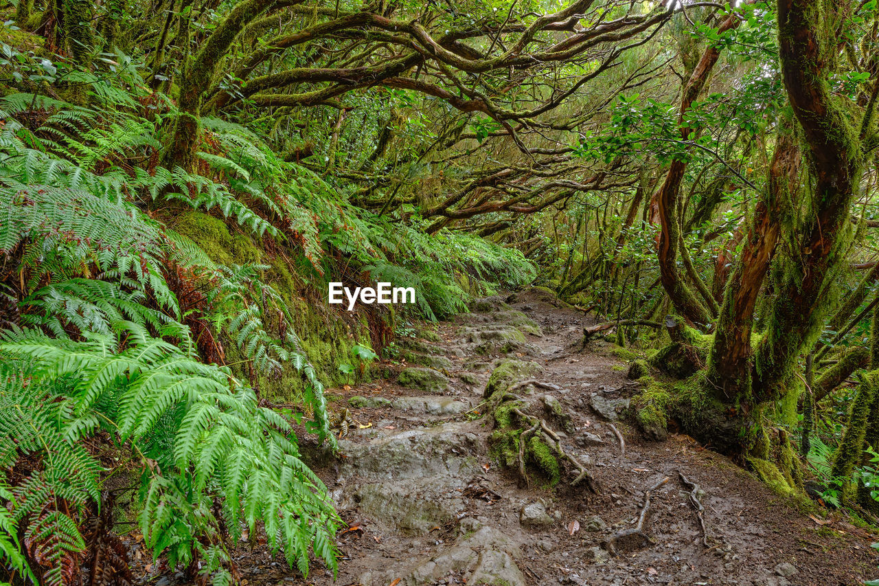 Enchanted forest of pijaral, anaga mountains. tenerife, canary islands. spain