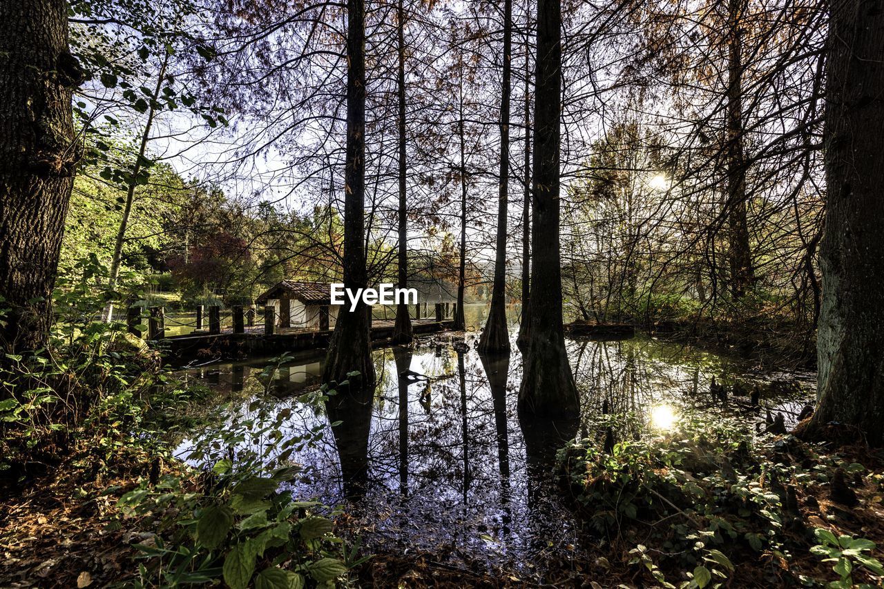 REFLECTION OF TREES ON WATER