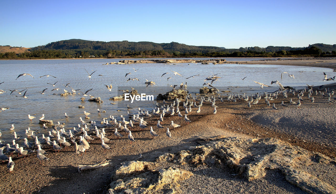 View of birds on beach against sky