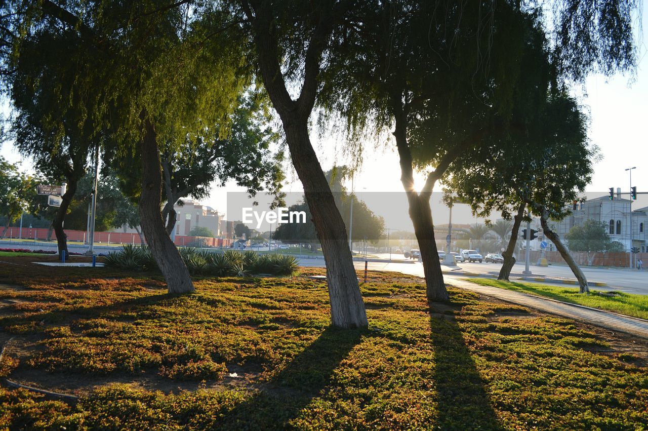 TREES ON LANDSCAPE