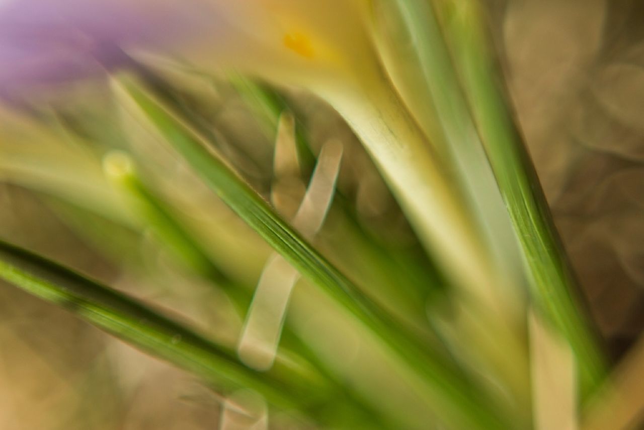 CLOSE-UP OF PLANTS