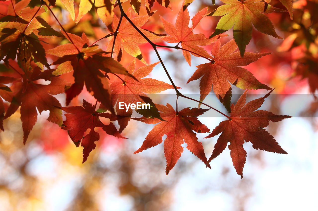 Close-up of maple leaves on branch