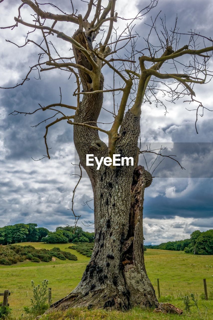 TREES ON FIELD AGAINST CLOUDY SKY