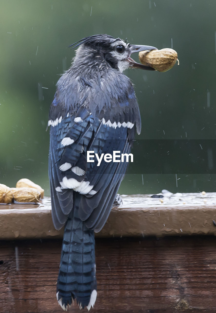 Close-up of bird eating peanut