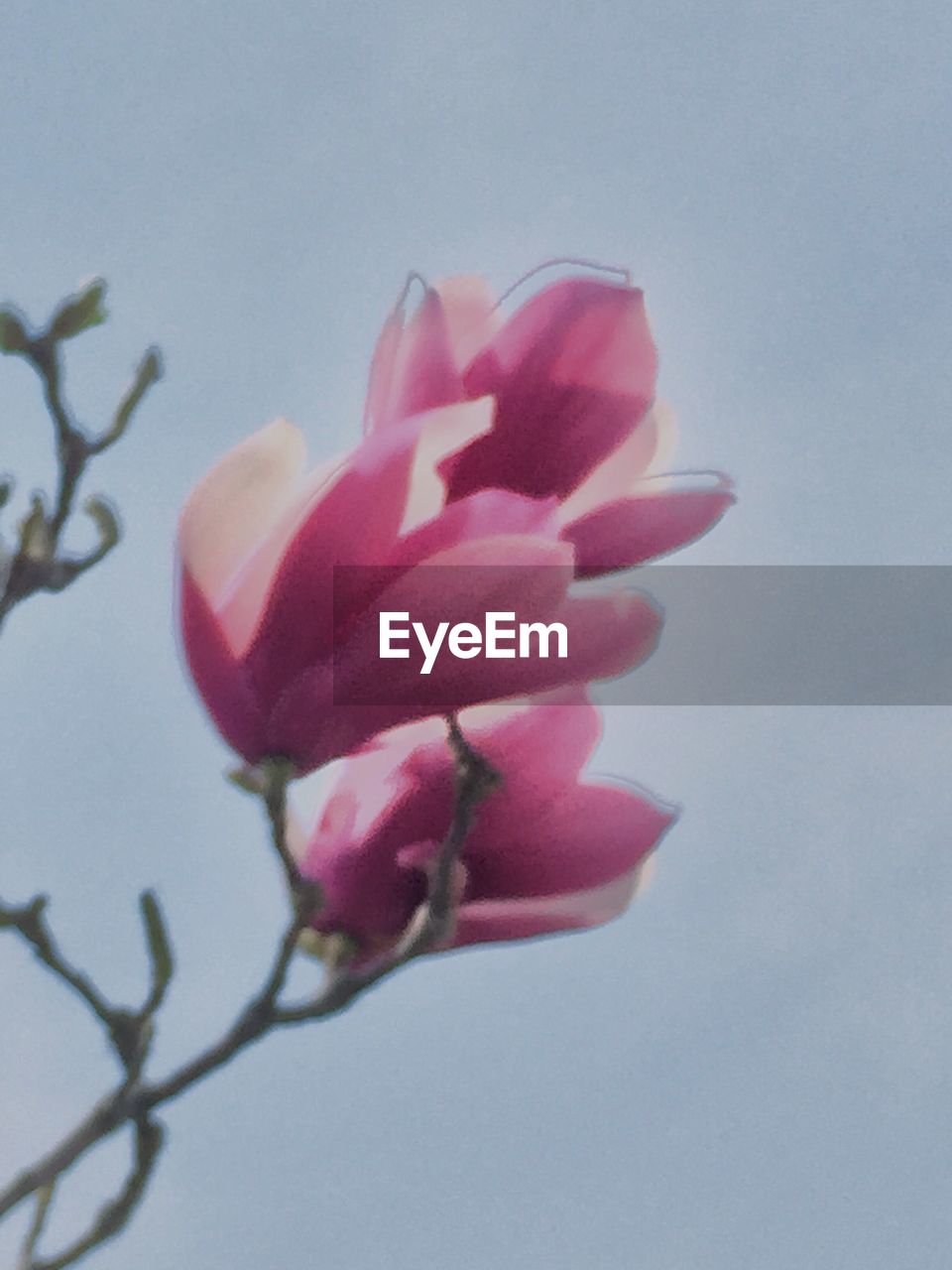 CLOSE-UP OF PINK FLOWERS BLOOMING IN PARK