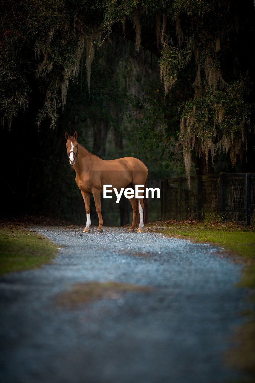 SIDE VIEW OF HORSE STANDING BY ROAD