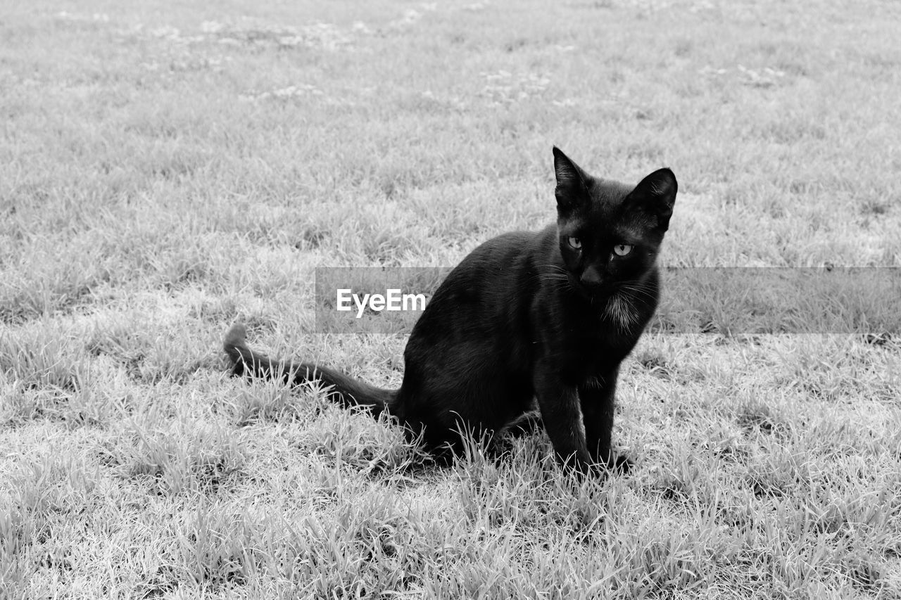 animal themes, animal, mammal, one animal, pet, domestic animals, grass, plant, black and white, field, no people, nature, portrait, land, cat, monochrome, monochrome photography, looking at camera, dog, black, day, canine, sitting, outdoors