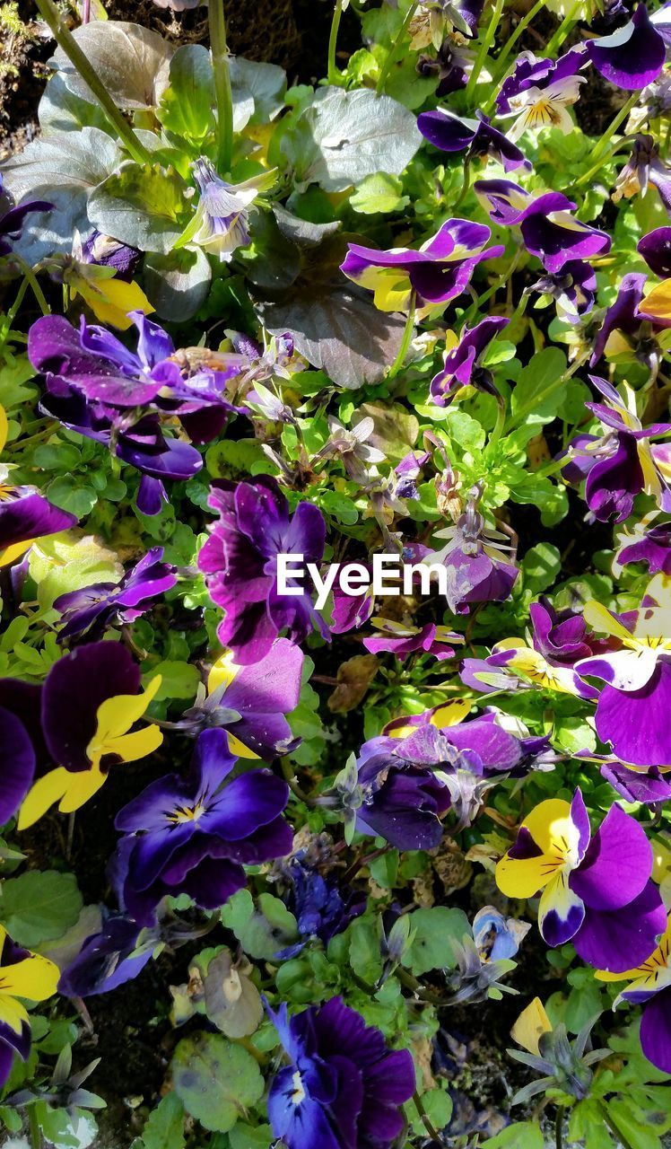 FULL FRAME SHOT OF PURPLE FLOWERS BLOOMING