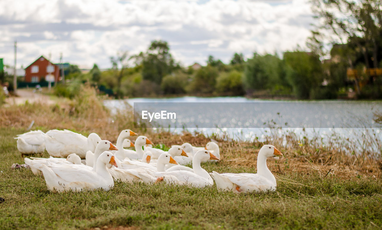 Geese resting on grassy lakeshore against sky