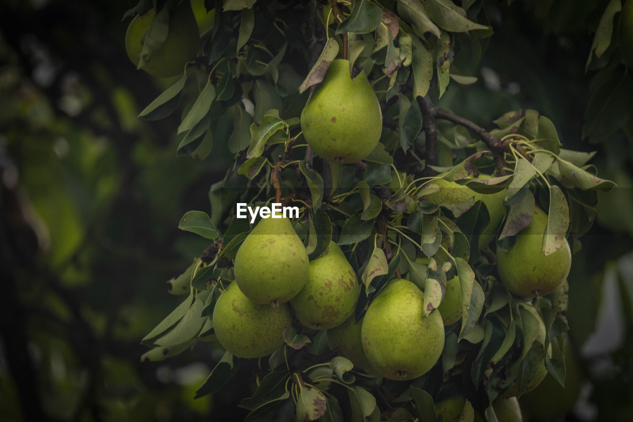 close-up of apples growing on tree