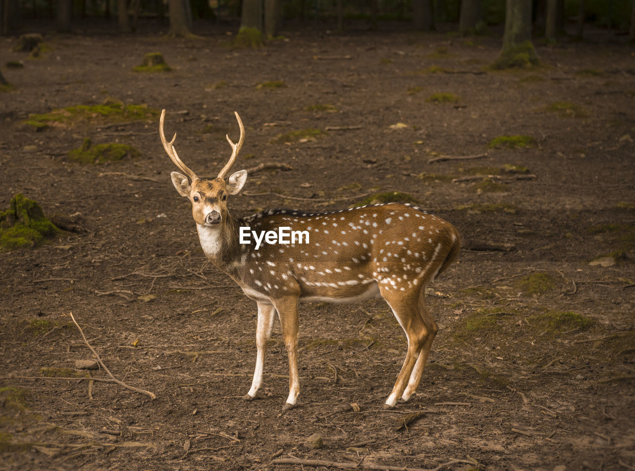 Axis deer in forest