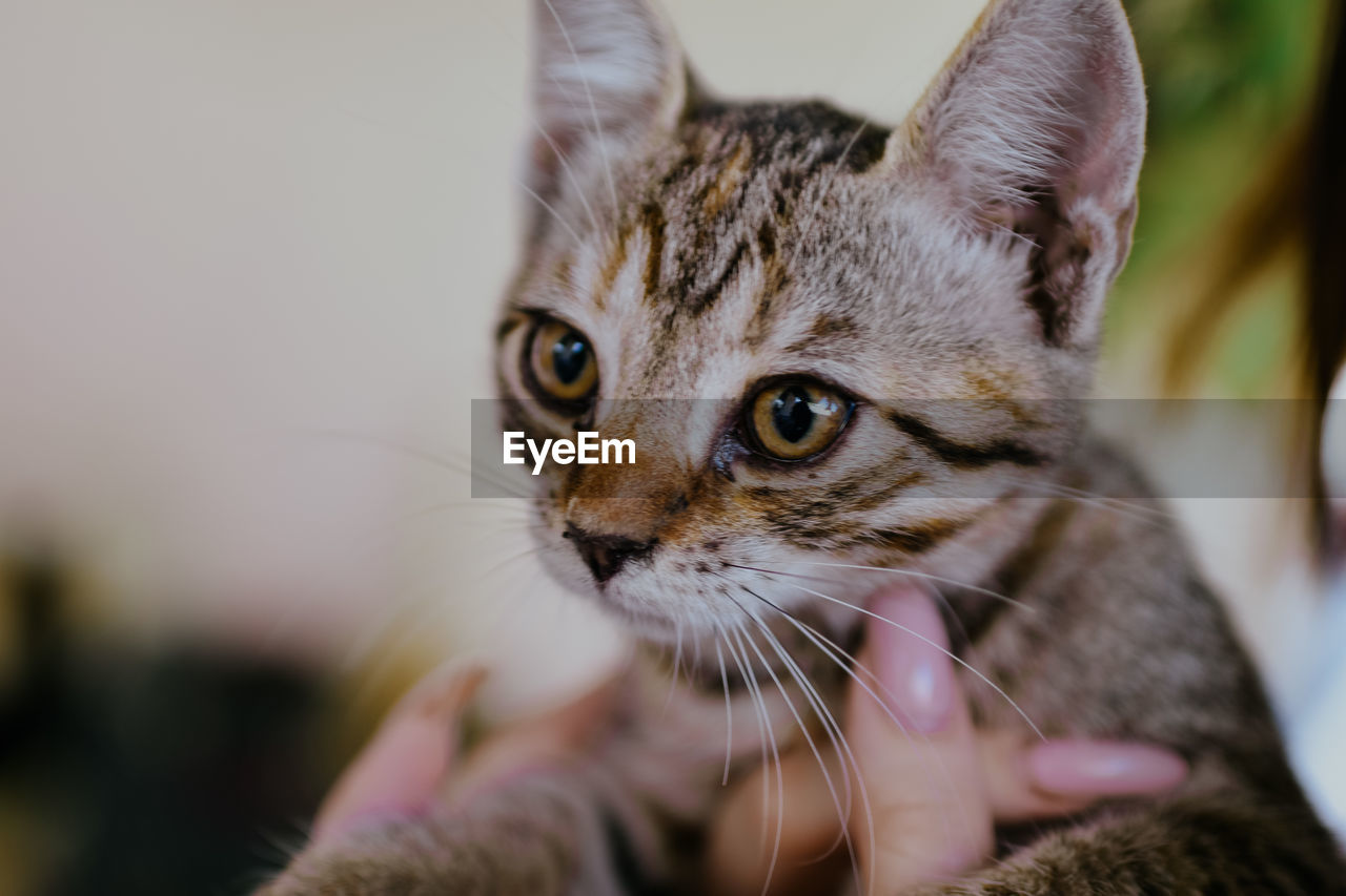 Close-up portrait of cat