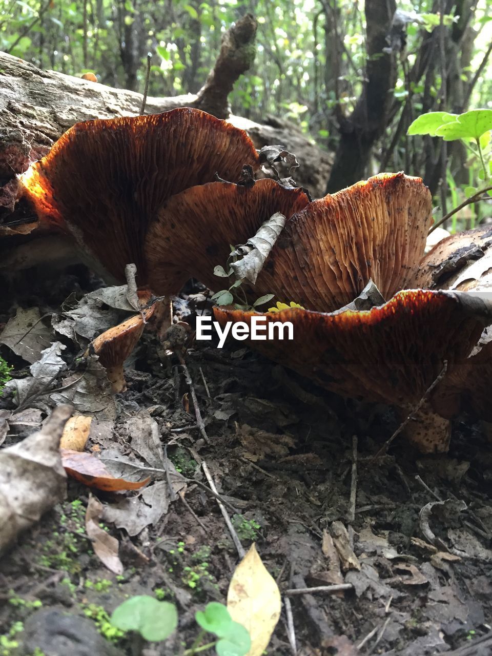 CLOSE-UP OF A MUSHROOM ON FIELD