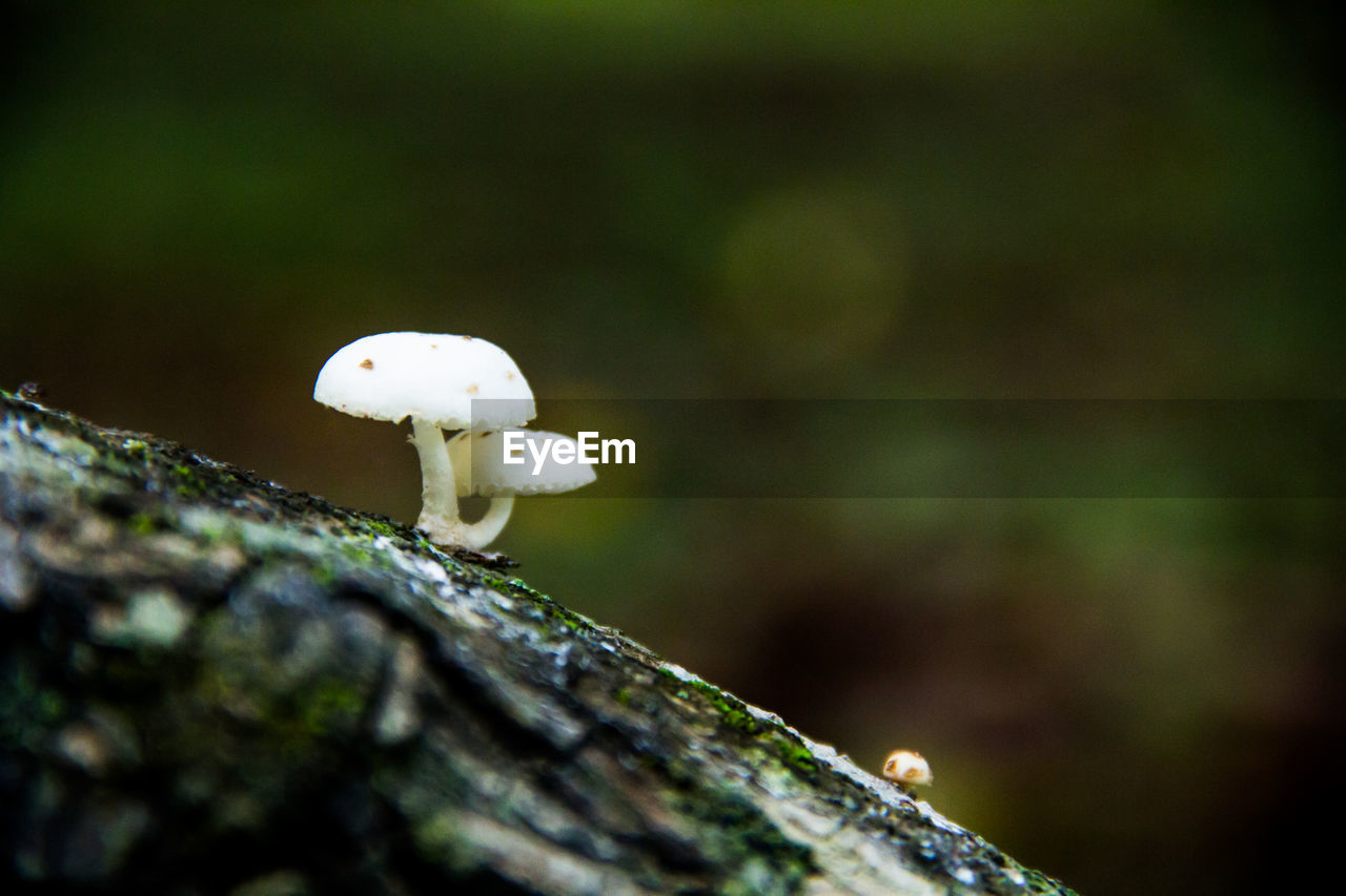 CLOSE-UP OF MUSHROOMS GROWING ON TREE