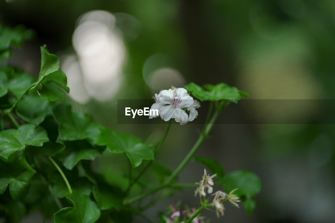 CLOSE-UP OF SMALL WHITE FLOWERING PLANTS