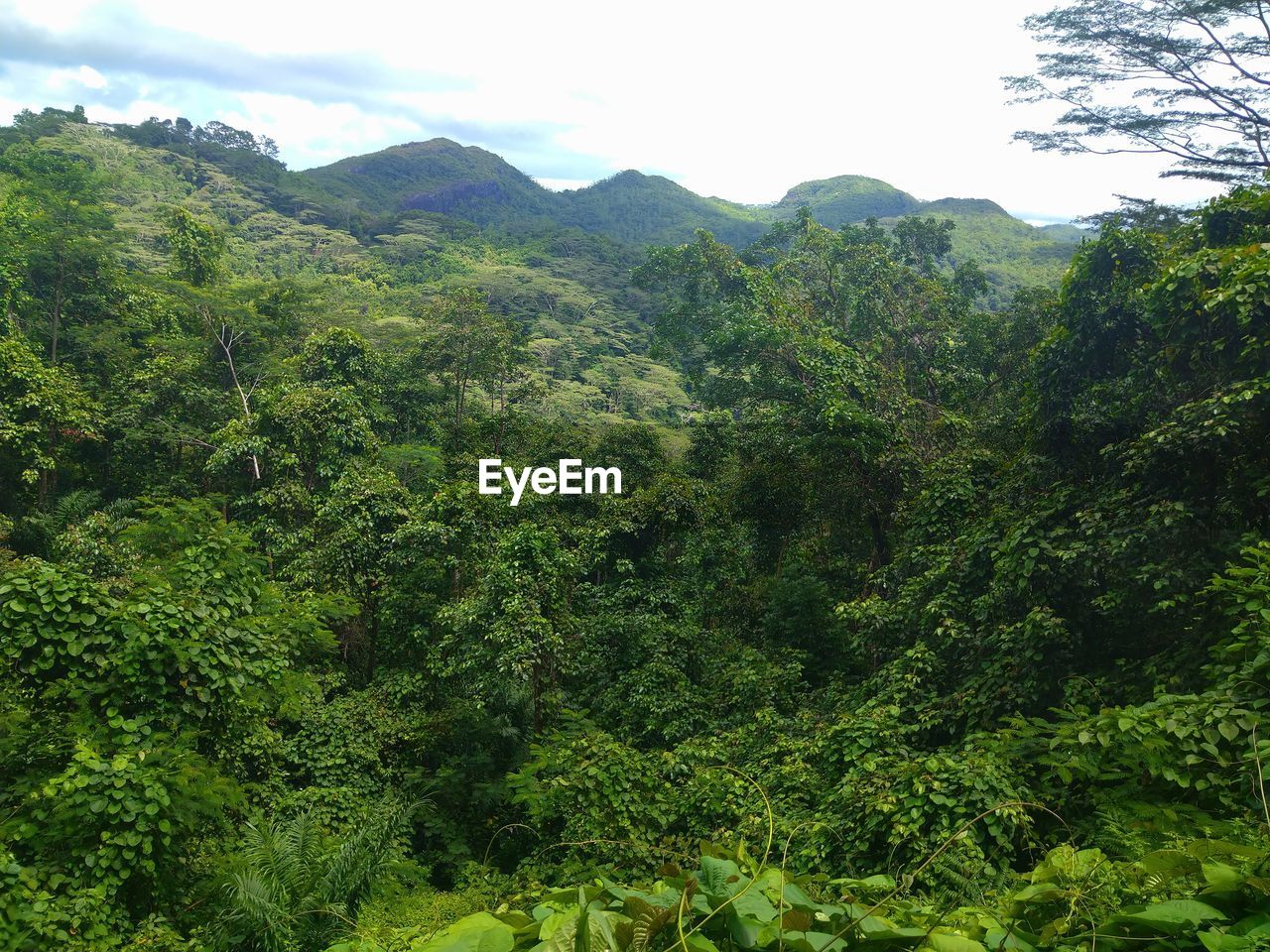 SCENIC VIEW OF FOREST