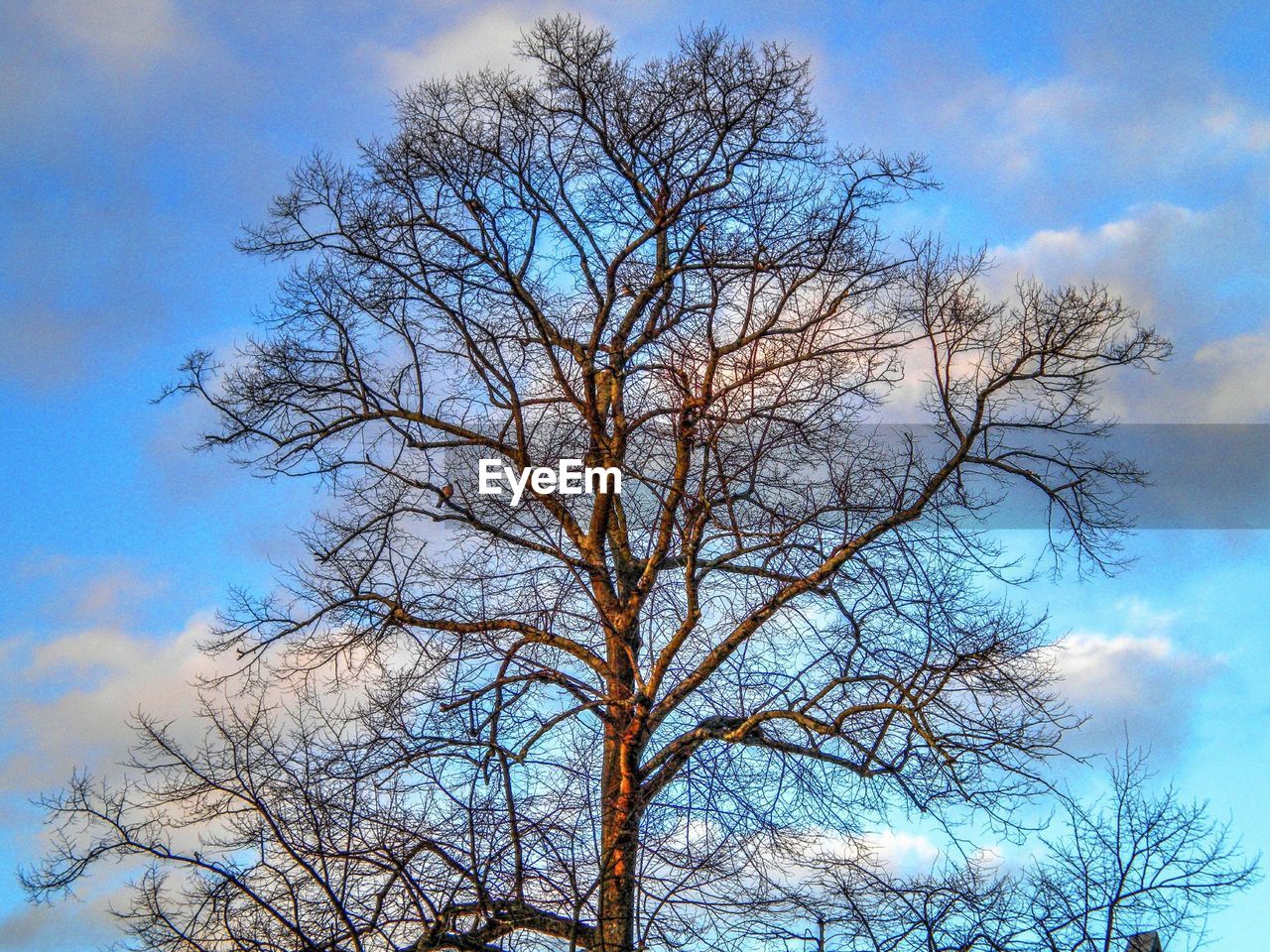 LOW ANGLE VIEW OF BARE TREES AGAINST SKY