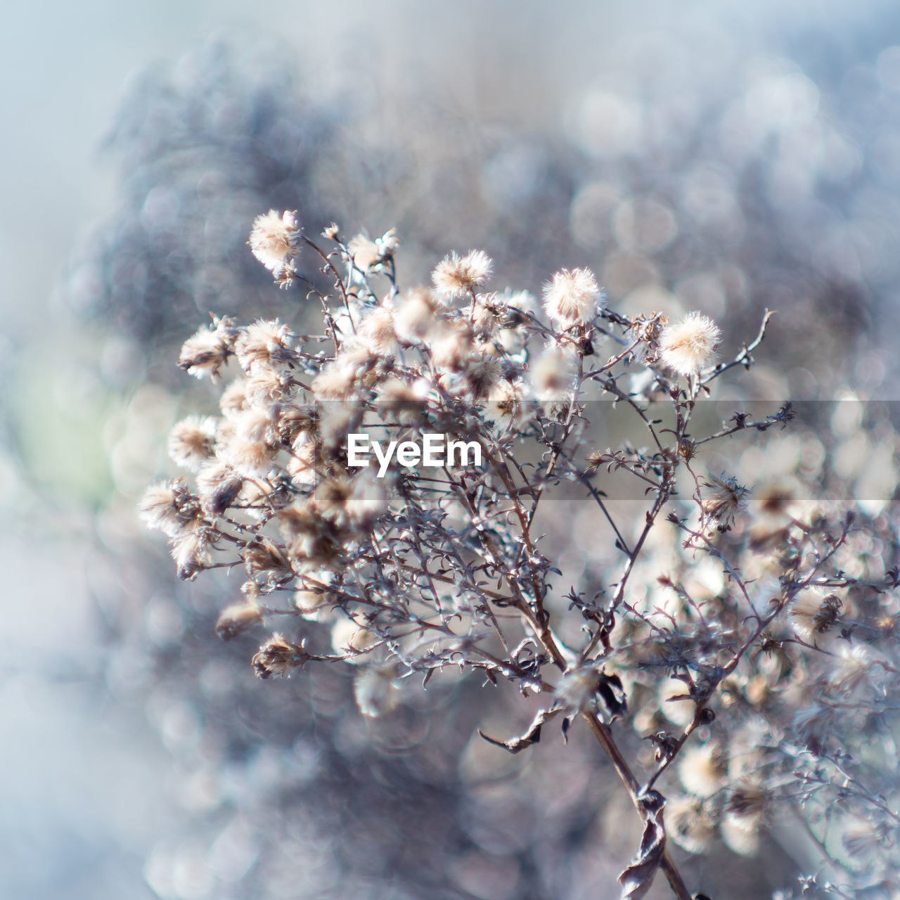 plant, nature, winter, spring, branch, beauty in nature, frost, flower, tree, macro photography, freshness, flowering plant, springtime, close-up, fragility, growth, blossom, no people, selective focus, outdoors, tranquility, environment, focus on foreground, sky, day, white, sunlight, leaf, food and drink, landscape, food, twig, softness, defocused, cold temperature, copy space, freezing, snow, backgrounds, sunbeam, ethereal, land, social issues, back lit