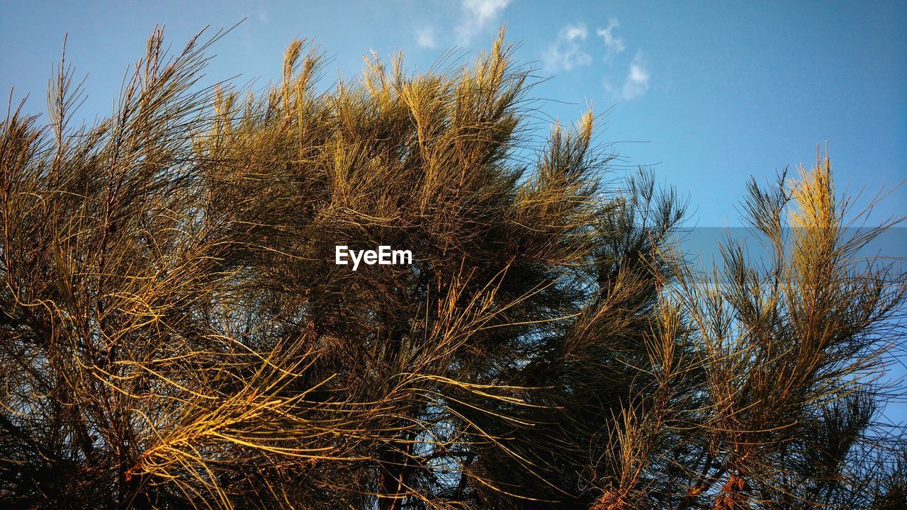 CLOSE-UP OF TREE AGAINST SKY