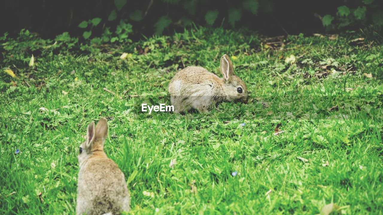 High angle view of rabbits on grassy field