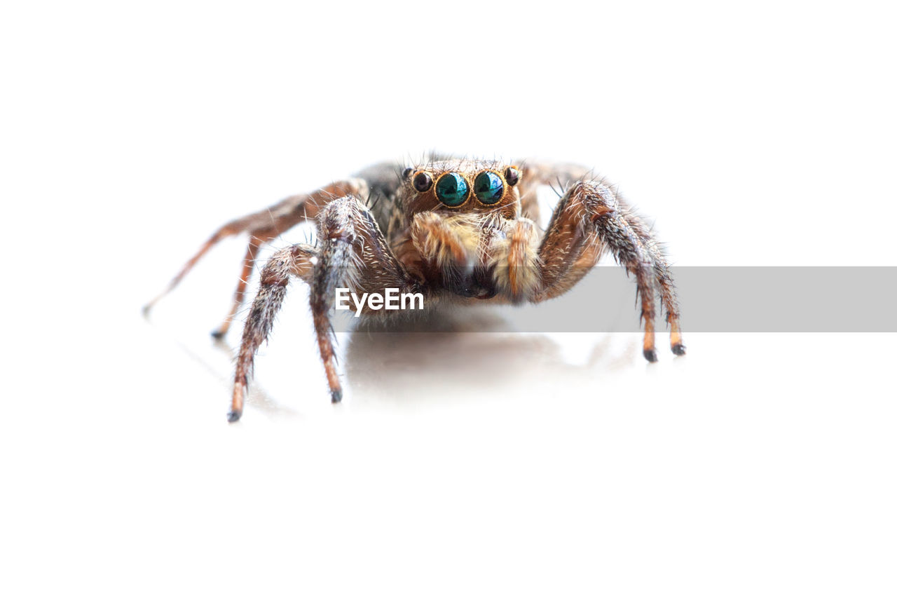 CLOSE-UP OF SPIDER ON WEB OVER WHITE BACKGROUND