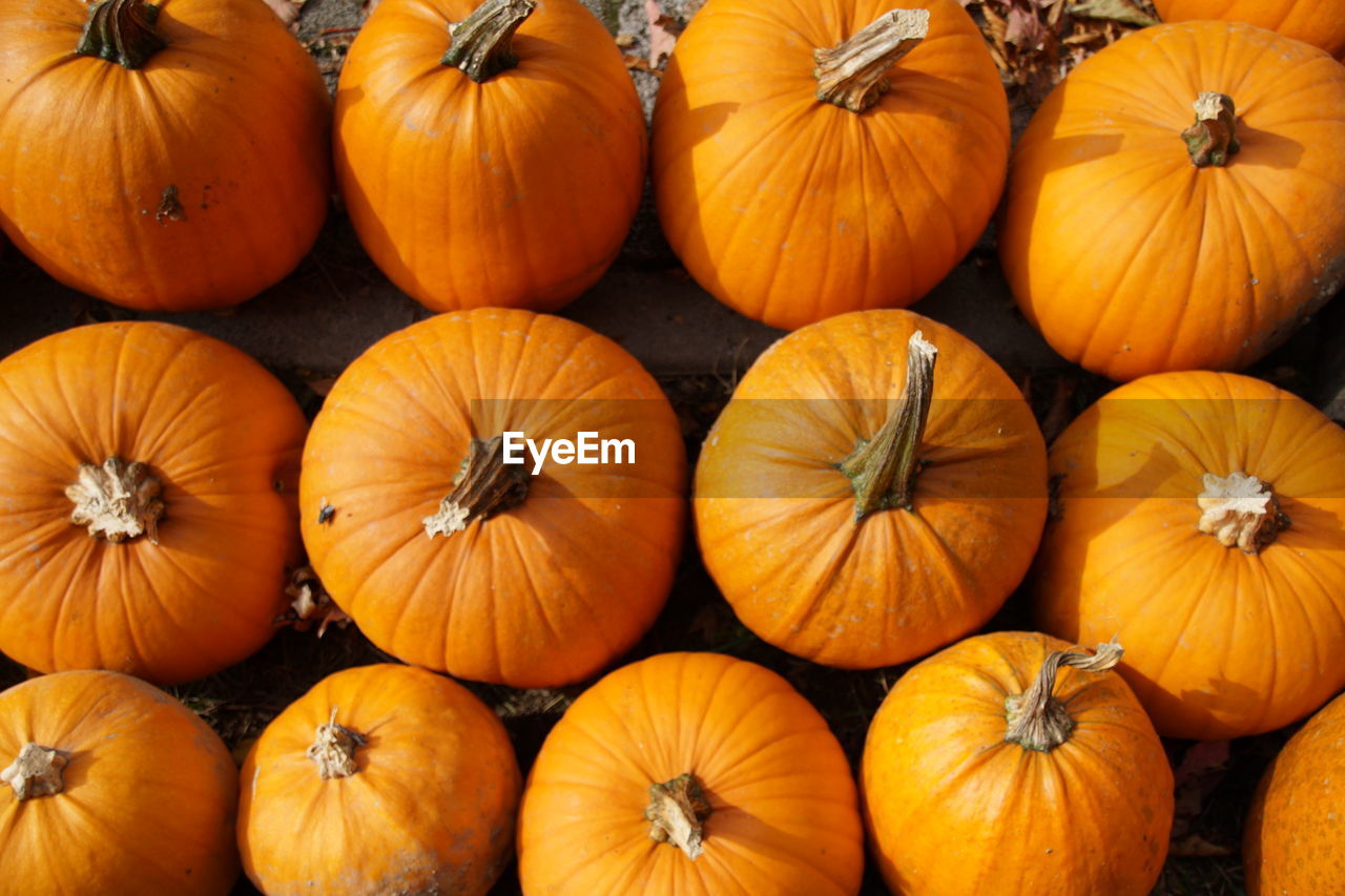 Full frame shot of pumpkins