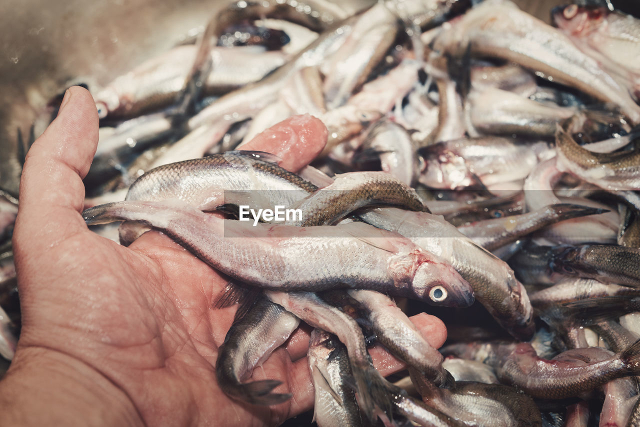 high angle view of seafood