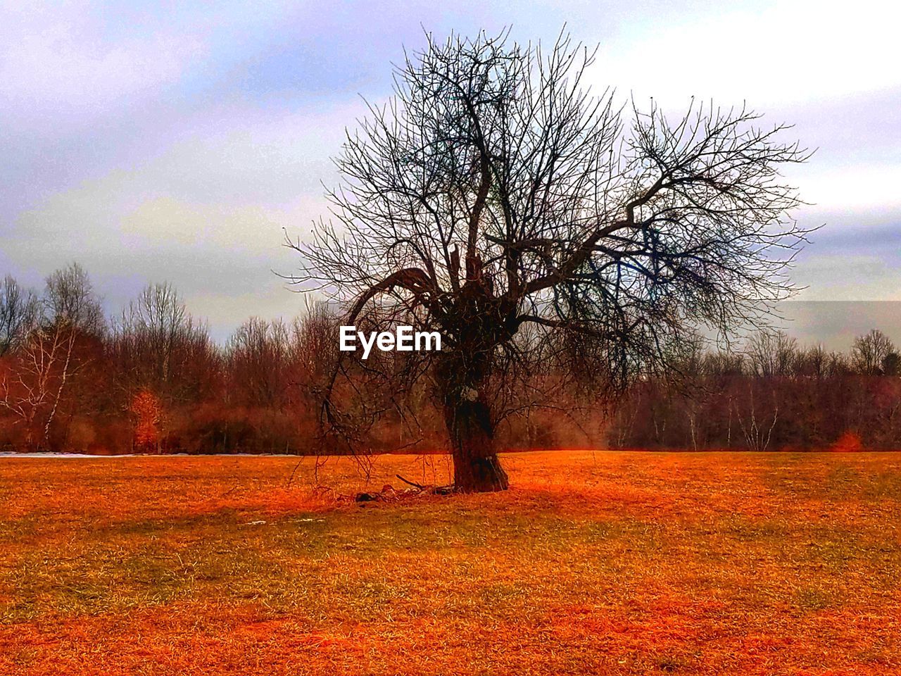 VIEW OF TREES ON LANDSCAPE AGAINST SKY