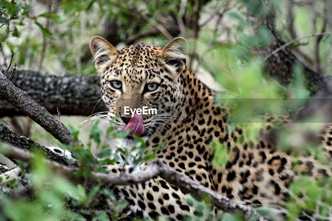 Portrait of leopard in forest