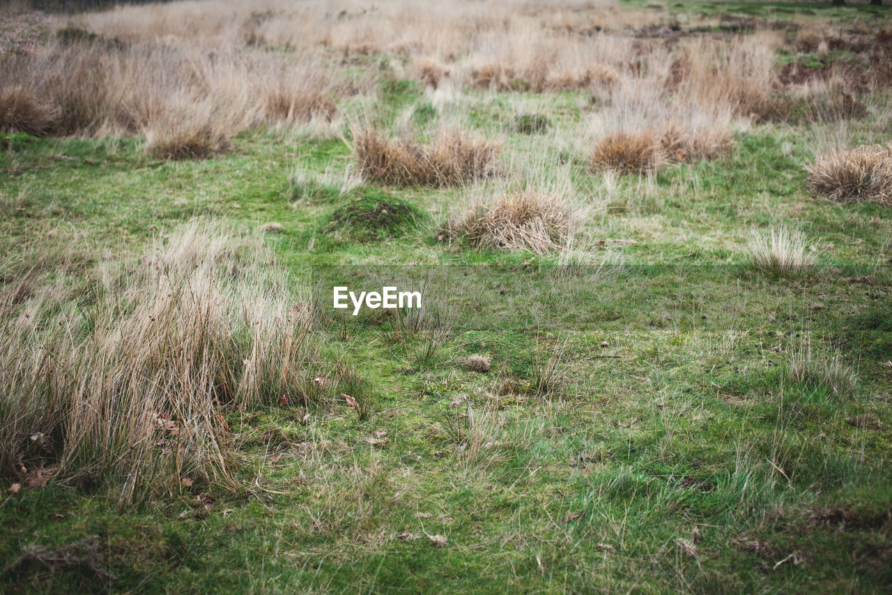 High angle view of grassy field