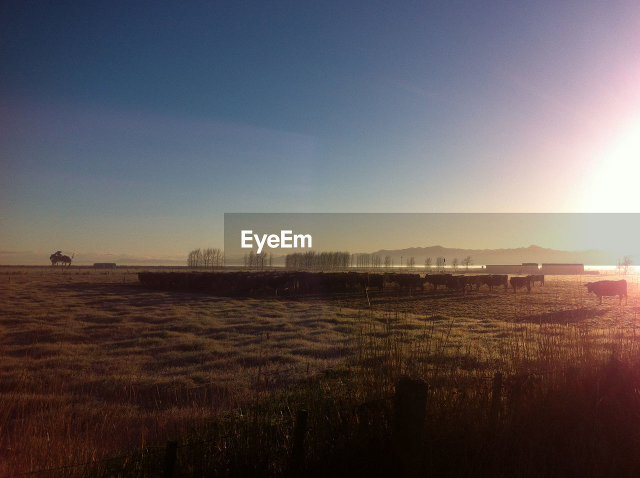 SCENIC VIEW OF FIELD AGAINST BRIGHT SUN