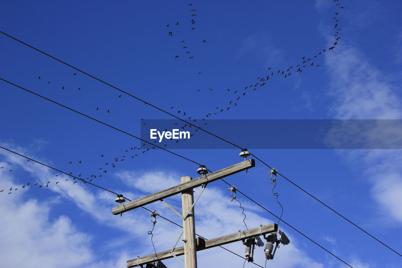 Low angle view of birds flying against sky