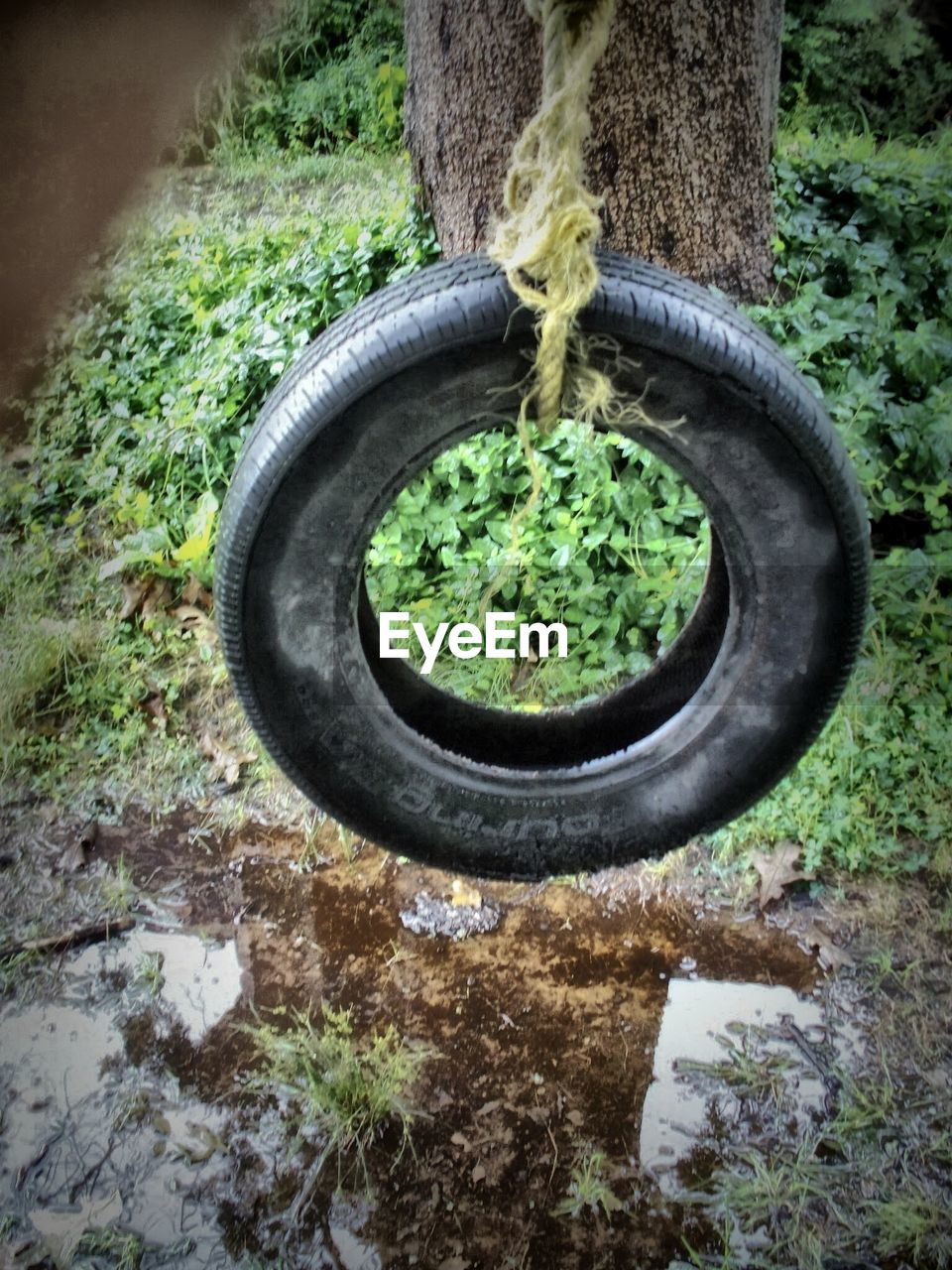 CLOSE-UP OF PLANT HANGING FROM TREE TRUNK