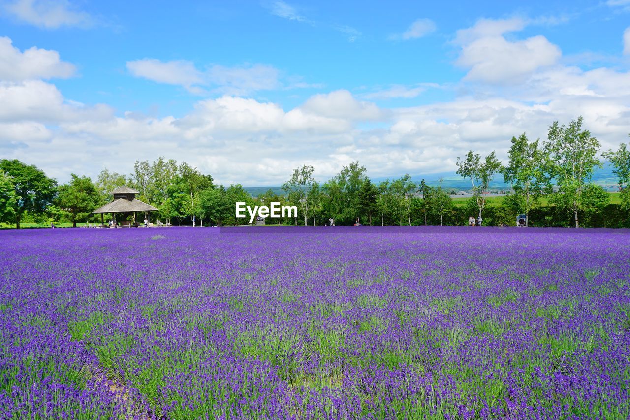 plant, flower, flowering plant, purple, beauty in nature, lavender, field, land, landscape, nature, growth, sky, cloud, freshness, tree, environment, scenics - nature, rural scene, grassland, agriculture, prairie, no people, tranquil scene, tranquility, meadow, blue, outdoors, idyllic, day, abundance, farm, flowerbed, summer, grass, blossom, fragility, springtime