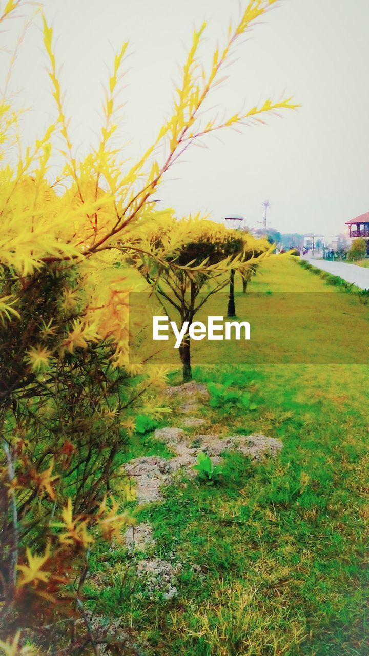 TREES GROWING IN FIELD AGAINST SKY