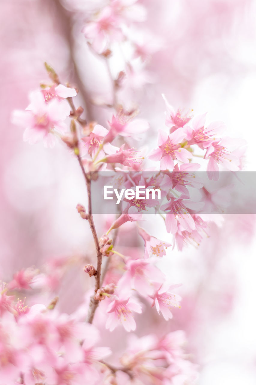 Close-up of pink cherry blossoms