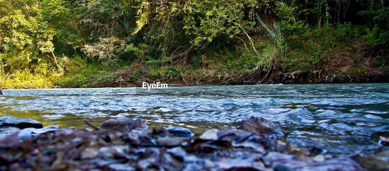 VIEW OF RIVER FLOWING THROUGH FOREST