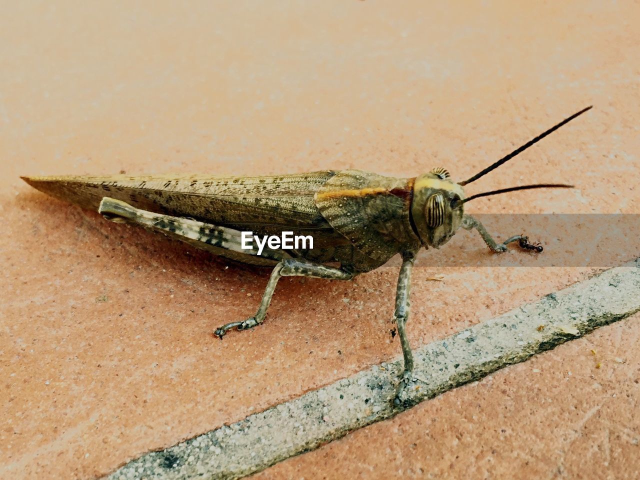 Close-up of grasshopper