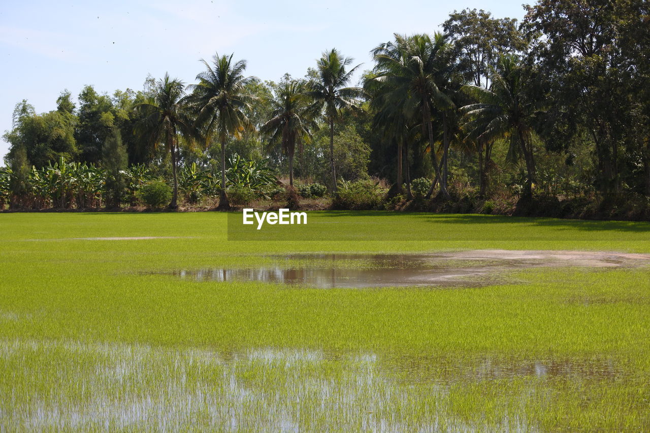 SCENIC VIEW OF TREES AND PLANTS ON LAND