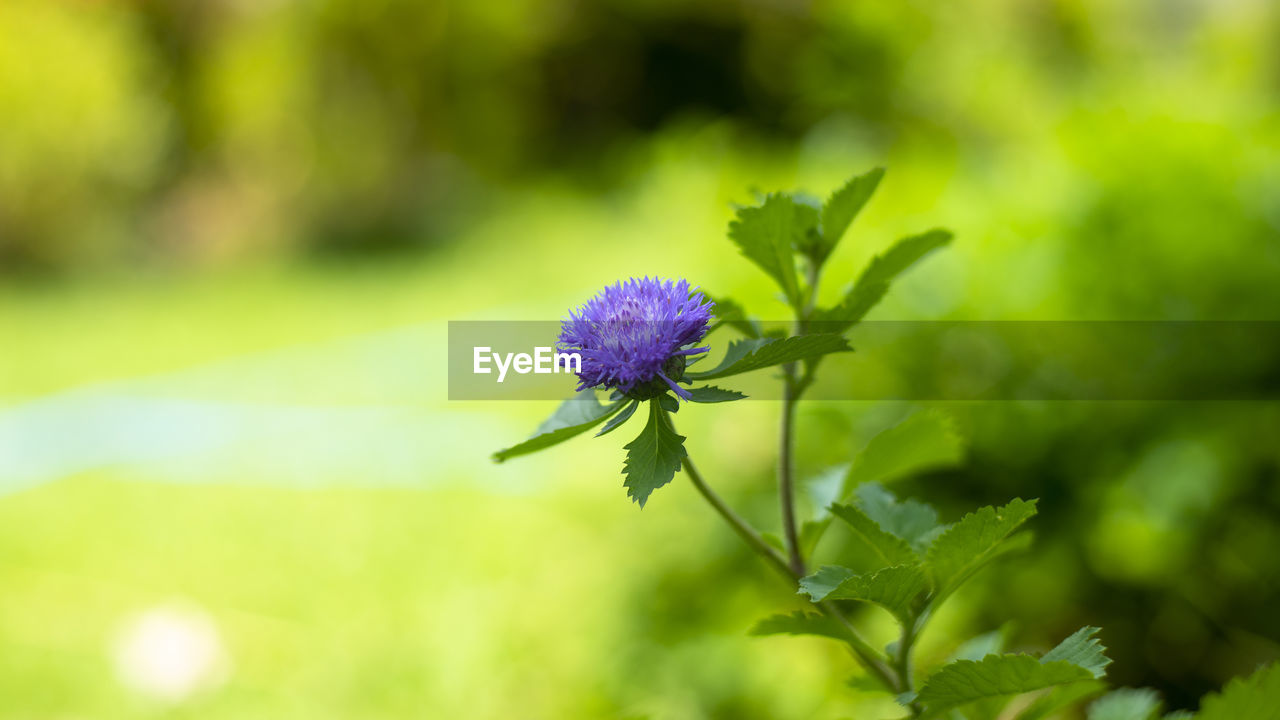 CLOSE-UP OF PURPLE FLOWER