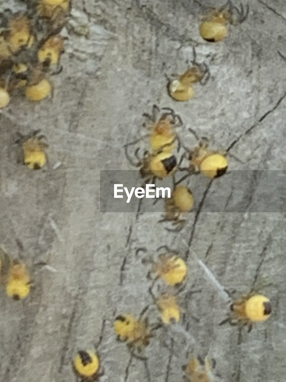 yellow, no people, day, nature, flower, high angle view, insect, close-up, leaf, outdoors, plant part, dry, group of animals, plant, animal, animal themes, animal wildlife