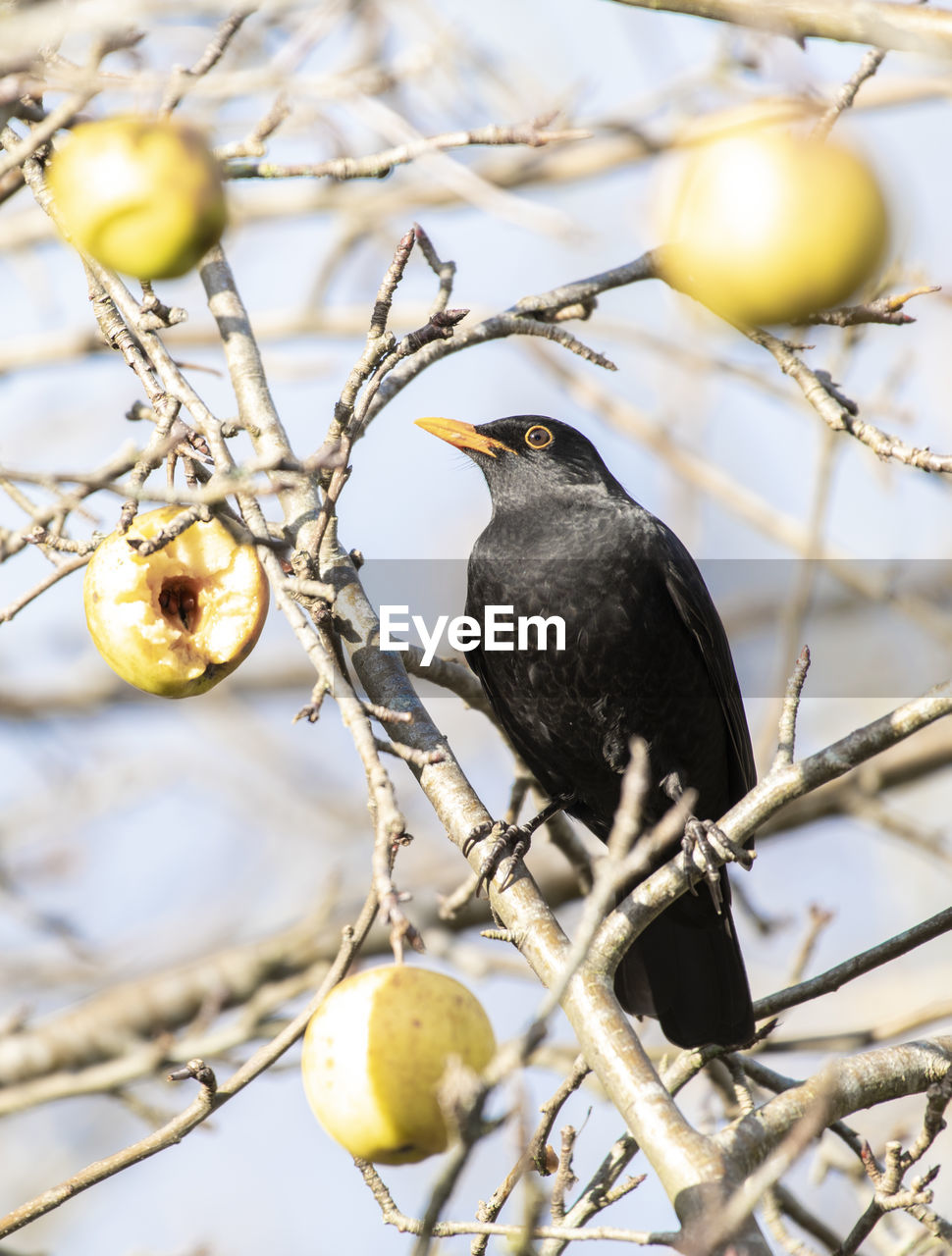 BIRD PERCHING ON A BRANCH