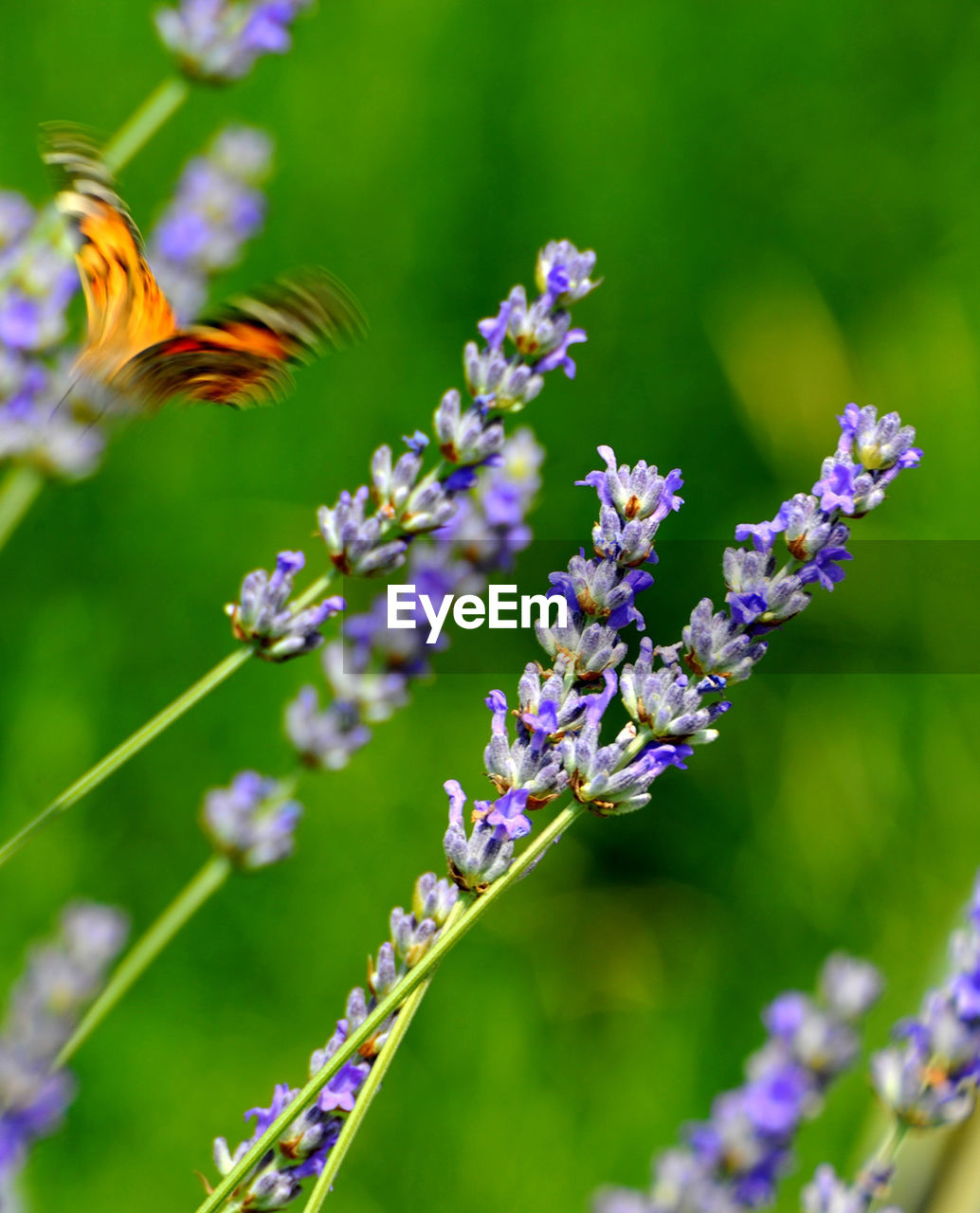 CLOSE-UP OF INSECT ON PURPLE FLOWERING PLANTS