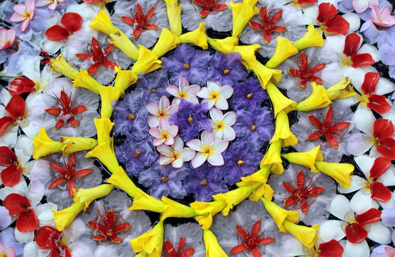 High angle view of yellow flowers