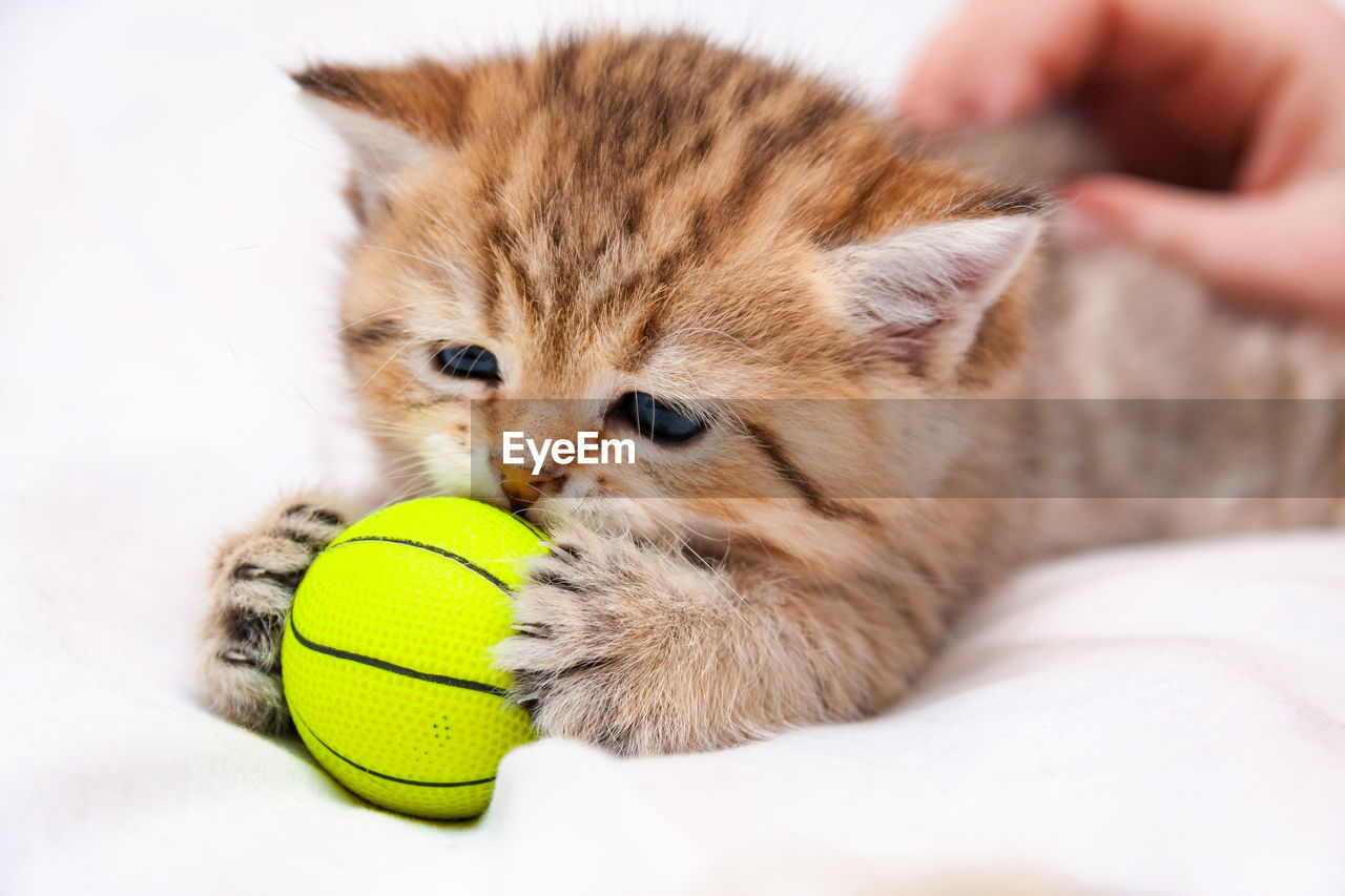 Little red british kitten playing with a yellow ball