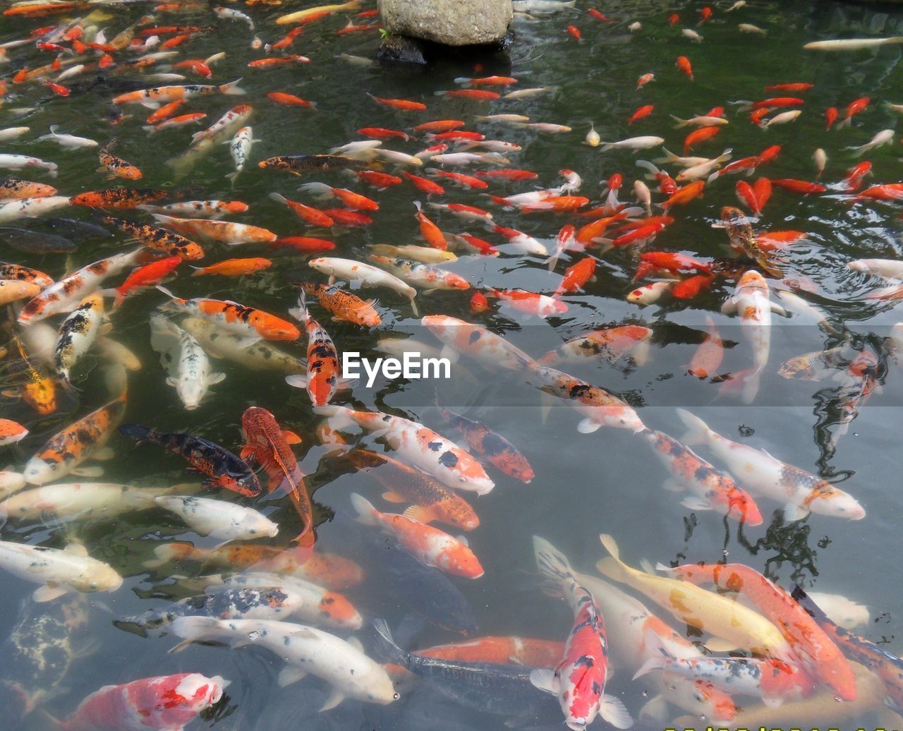 High angle view of fishes swimming in pond
