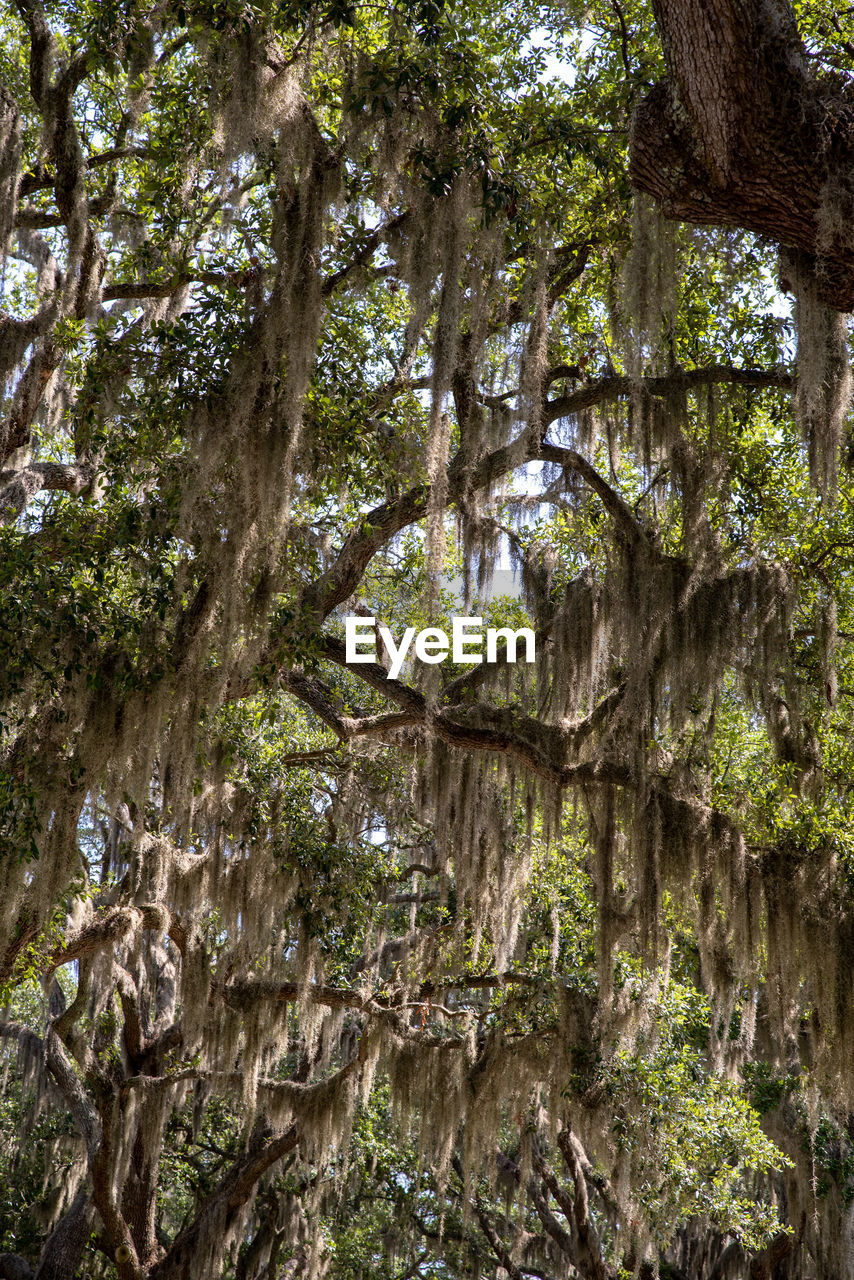 LOW ANGLE VIEW OF TREE TRUNK IN FOREST