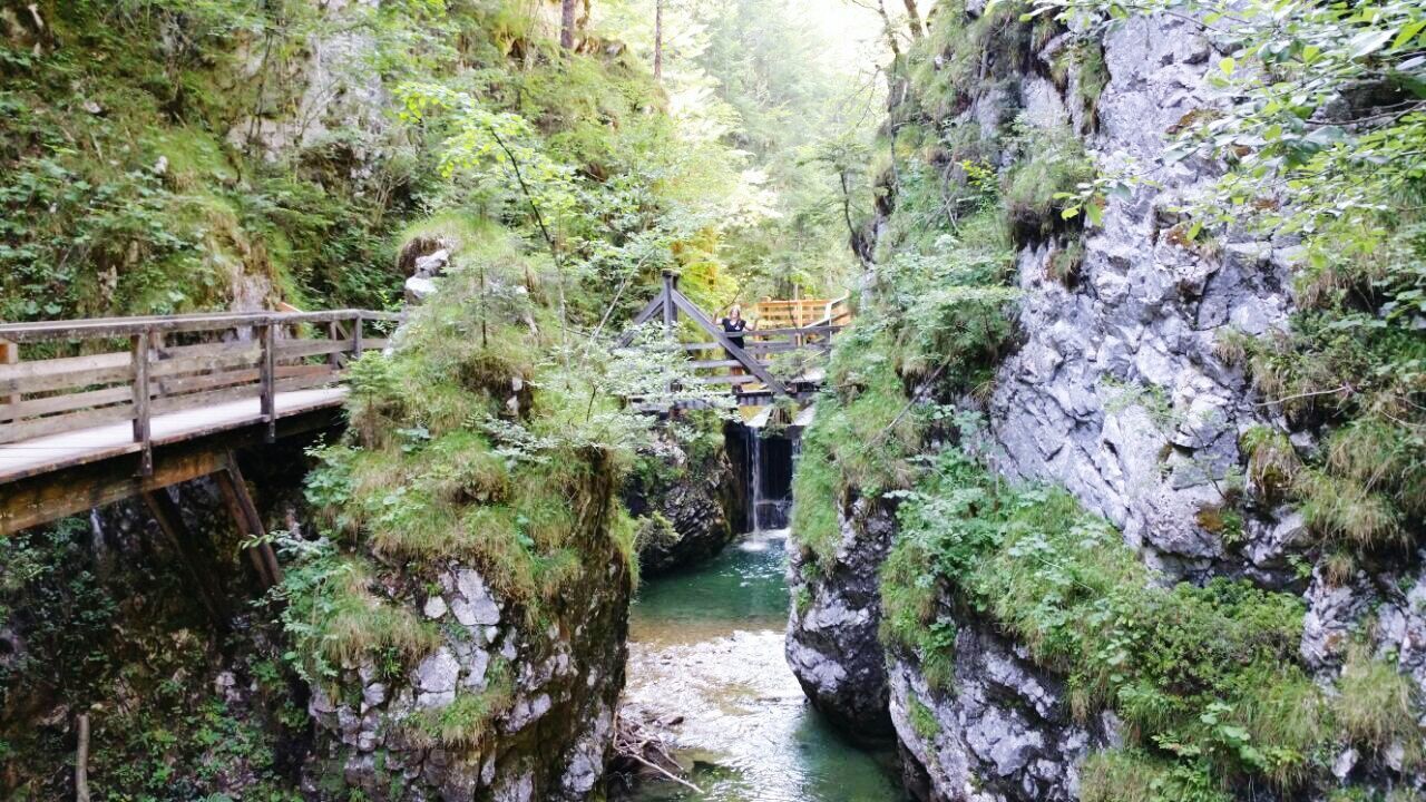 VIEW OF FOOTBRIDGE IN FOREST